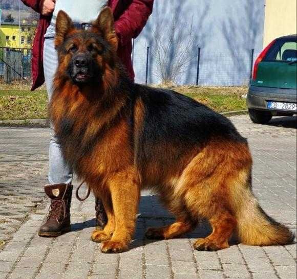 Owczarki niemieckie długowłose potężne linia Zw Świata FCI