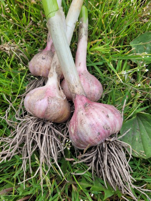 Ekologiczny Czosnek Harnaś