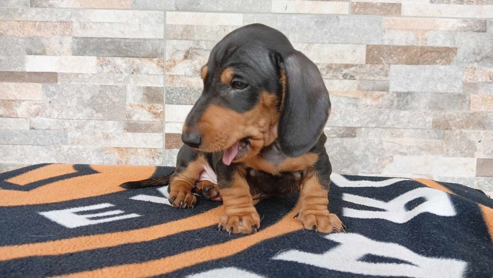 Jamnik  krótkowłosy piesek