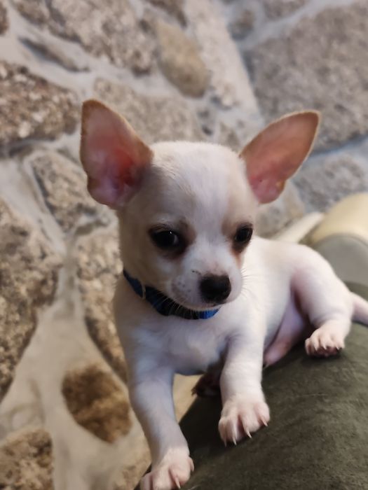 Chihuahua muito fofo