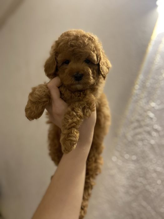 Мальчик мальтипу мини — ласковый компаньон