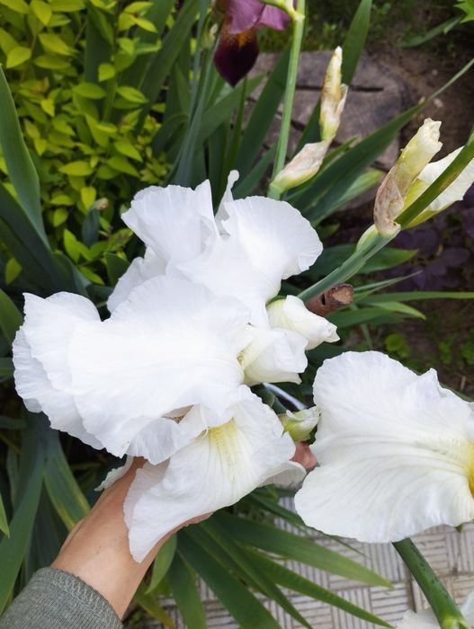 Высокорослые ирисы