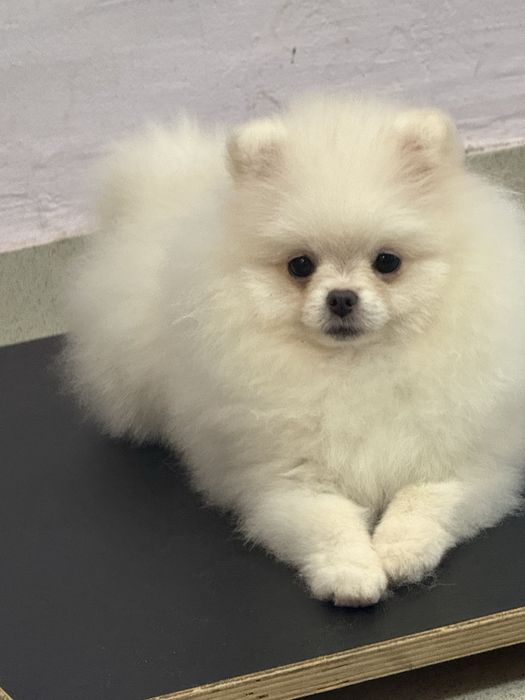 Померанський шпіц супер міні дівчинка