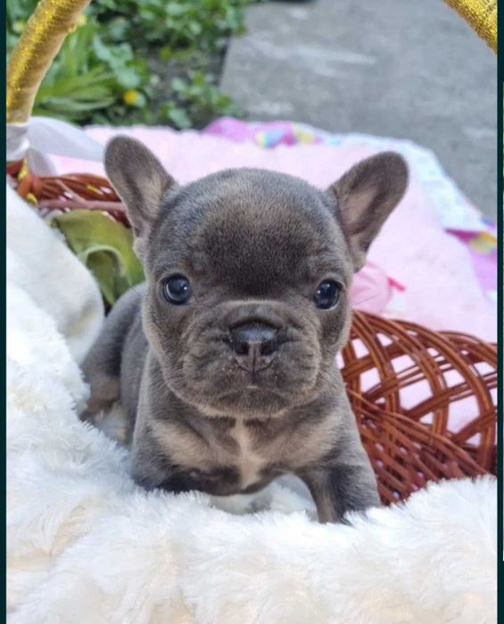 Bulldog francês FÊMEA COR BLUE