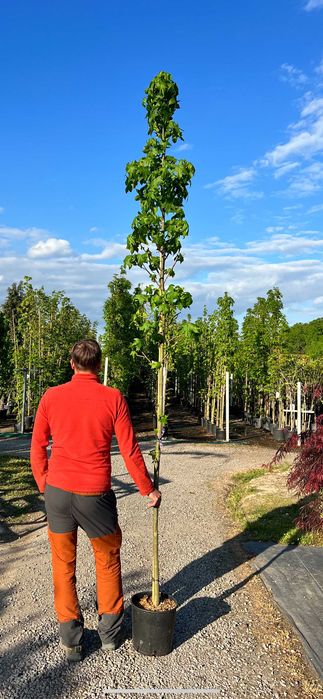 Ambrowiec amerykański - Liquidambar styraciflua HURT / DETAL