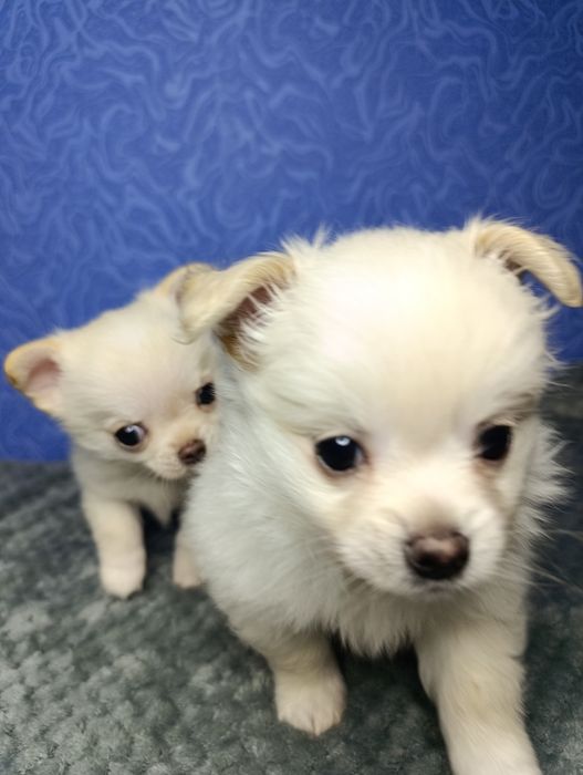 Щенки чихуахуа!!!