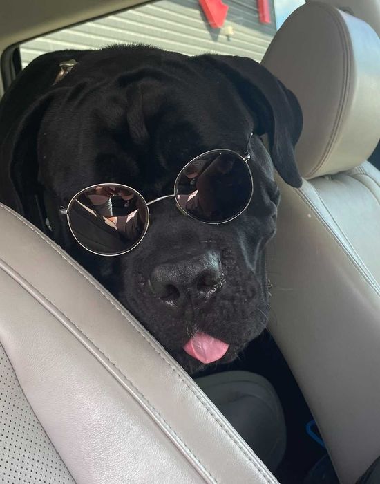 Кобель Итальянский Кане-корсо (Cane Corso) для вязки