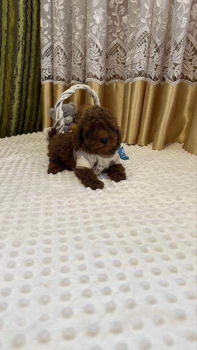 Неймовірні цуценята той пуделя