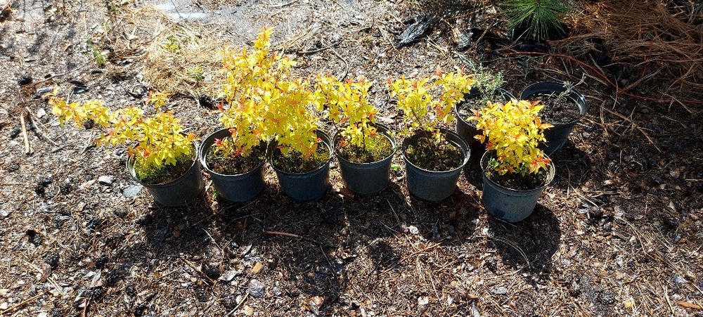 Спірея 2 річна, гарна коренева