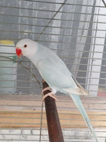 Ring Necks Varias Mutações e Anos