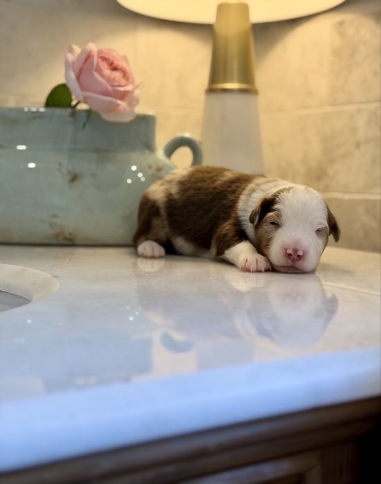 Miniaturowy Owczarek Amerykański pies red merle