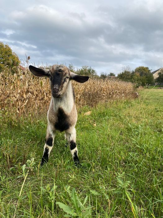 Продам козеня - хлопчик, 6 місяців