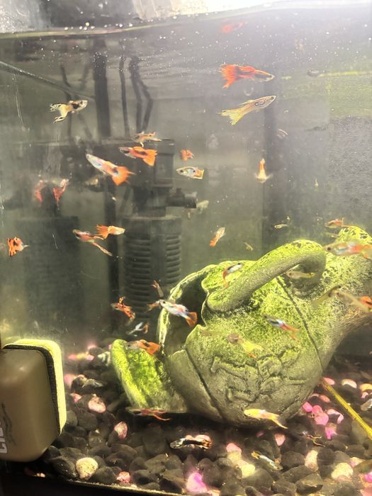 Guppies 1,25€ adultos varias cores