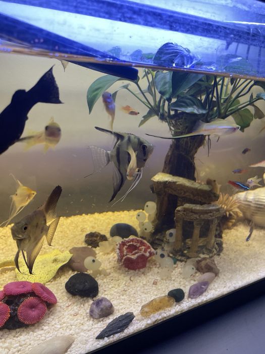Aquario 50L com bomba e aquecimento e varios peixes