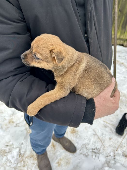 Szczenięta szukają nowych domów! Za darmo.