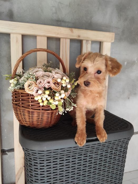 Мальтіпу хлопчик