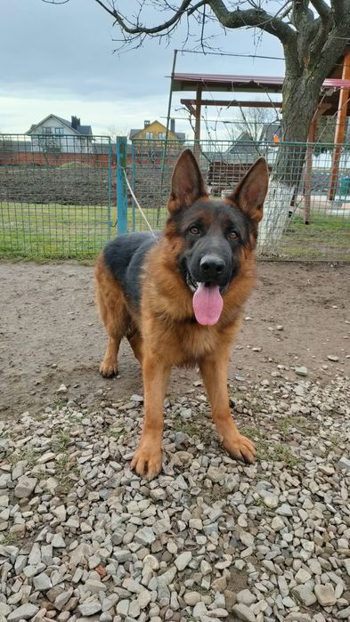 Кобель для розведення