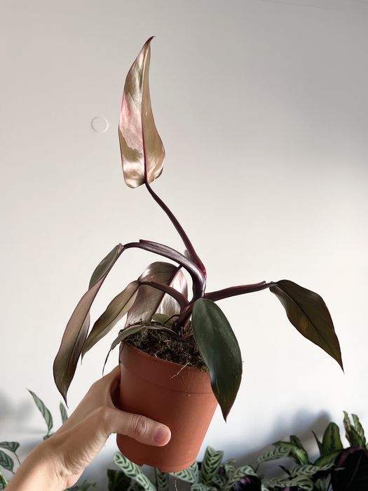 Conjunto plantas de interior