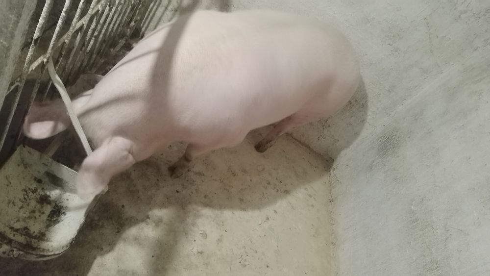 Продам домашню свинину ,також поросята