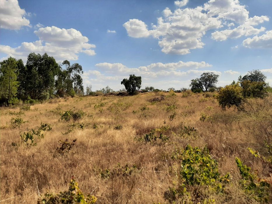 Terreno Rústico com Vinha (3.640 m²) – Salgueiro do Campo, Castelo Branco