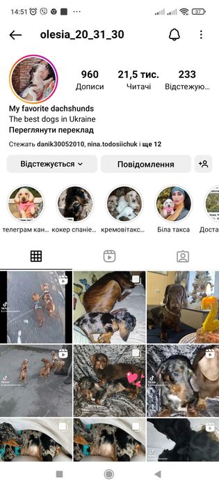 Чорнопідпалий красень від шикарних батьків.