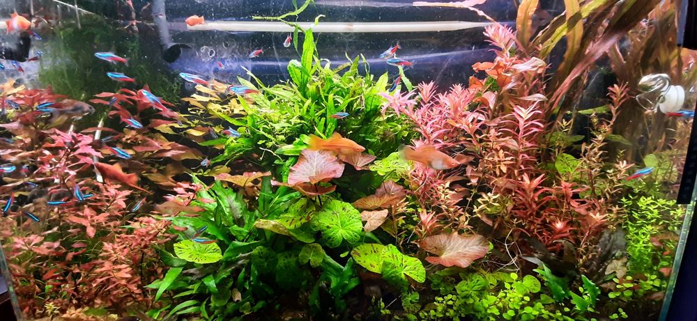 Pilnie sprzedam roślinki z przycinki z mojego akwarium mikrozorium