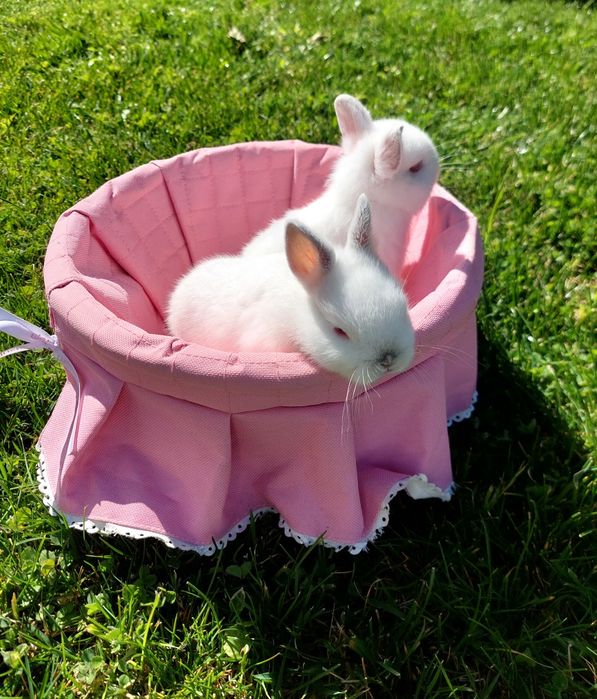 Coelhos anões bebés