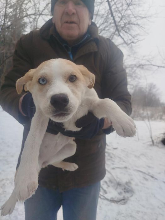 4 хлопчика і дві дівчинки терміново шукають дім