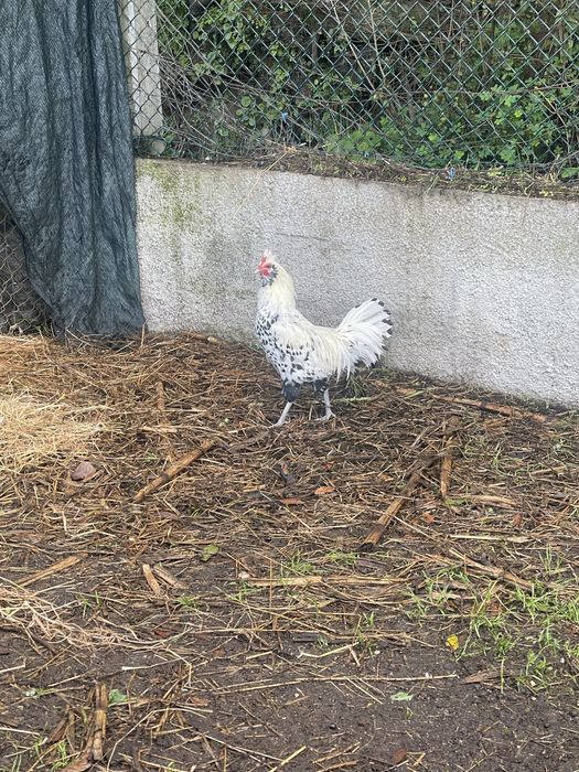 Garnizo appenzeller spitzhauben