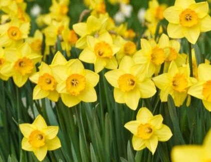 Нарциссы цветы и луковицы белые и желтые
