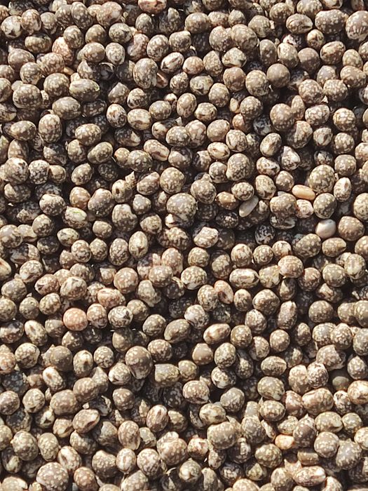 Łubin gorzki  wąskolistny