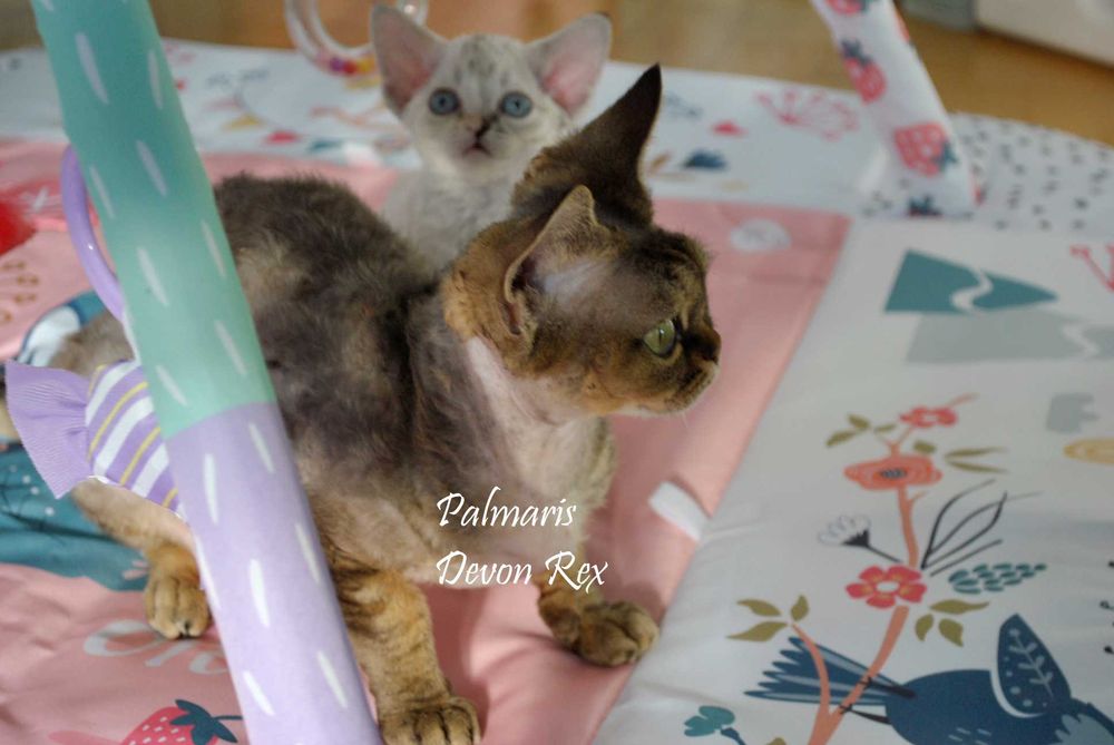Devon Rex - dorosła kotka