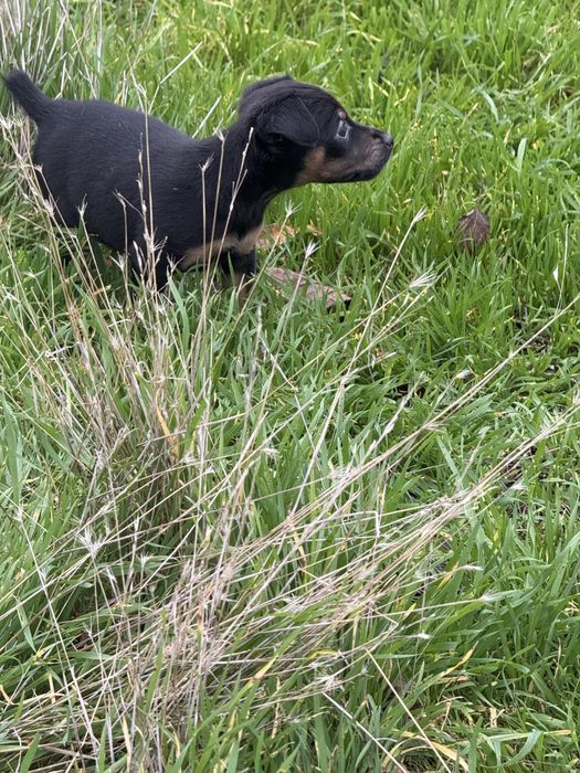 Щенки  немецкого ягтерьера