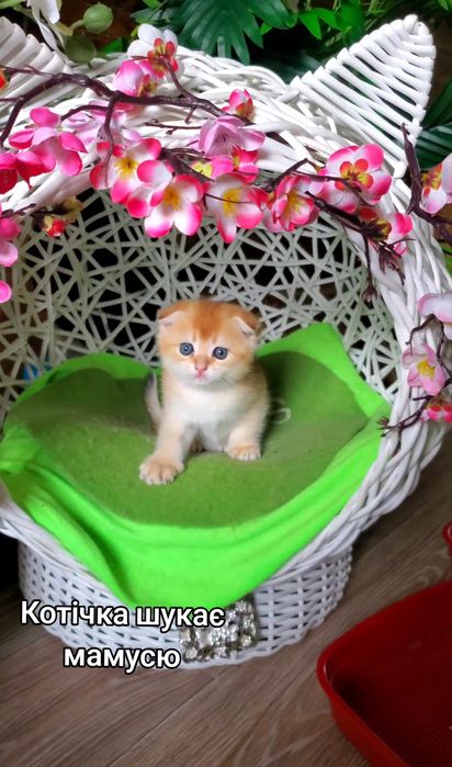Ласкаві малючки. Кошенята золота шиншила.