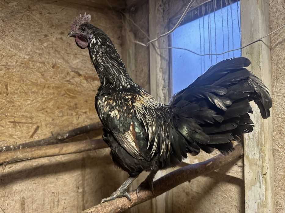 Kogut mix ayam i silka? Z mojego chowu (przydomowo)
