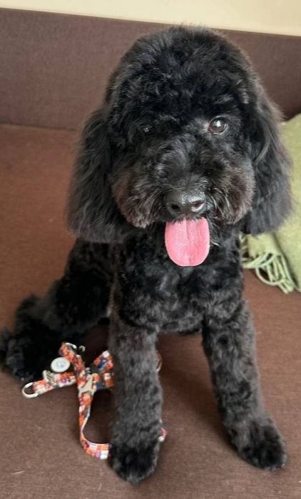 Грумінг собак та котів