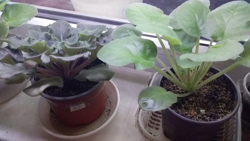 продам цветущие сортовые фиалки