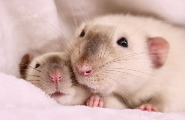 Домашні пацючки Сіамські.