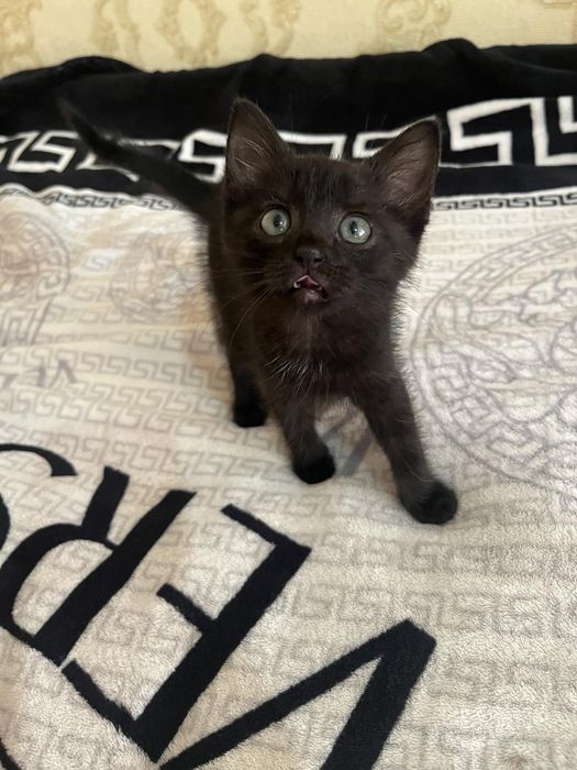 Котики в добрі руки мама висловуха