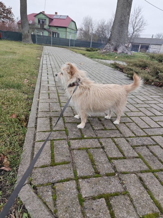 PILNE do marca Oddam suczkę 4 lata w dobre ręce