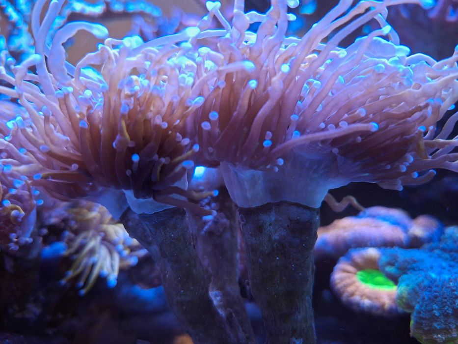 Euphyllia glabra