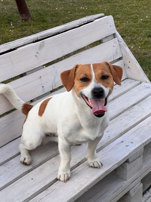 Елегантний кавалер Jack Russell  Скіф запрошує на побачення»