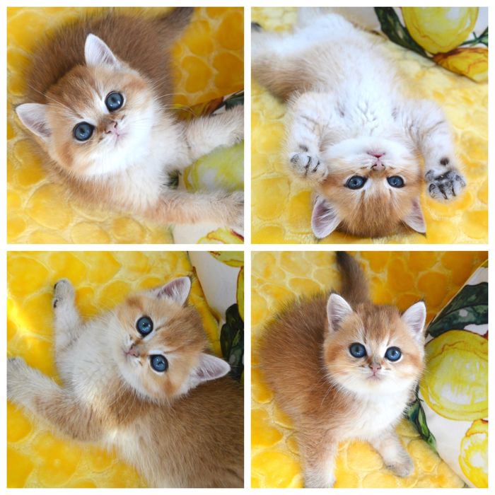 Британская золотая шиншилла котята/ британська золота шиншила