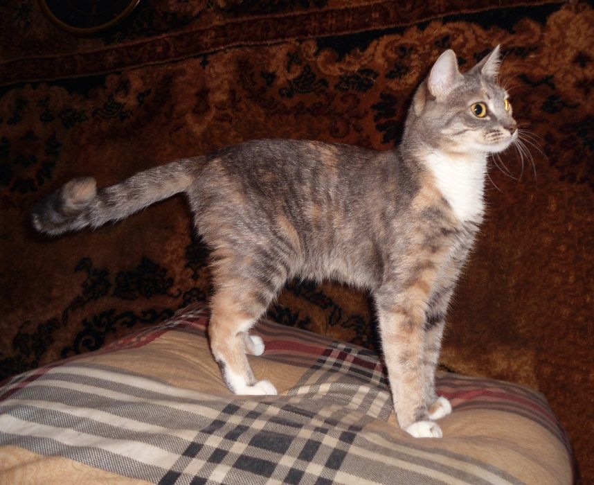 Эльвира - молодая кошечка, ищет дом