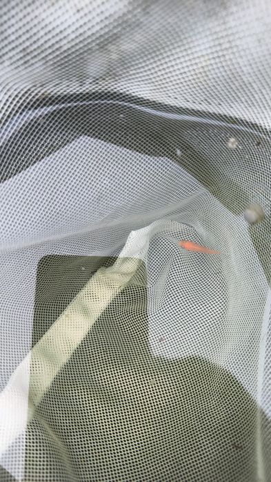 Cometas, Guppys e Plantas para Lago e Aquário