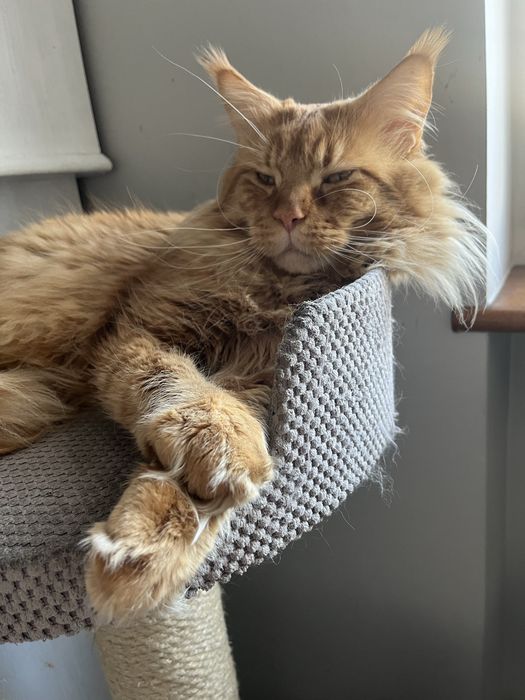 Kocięta  Maine Coon