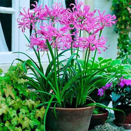 Nerina Bowdena różowe kwiaty