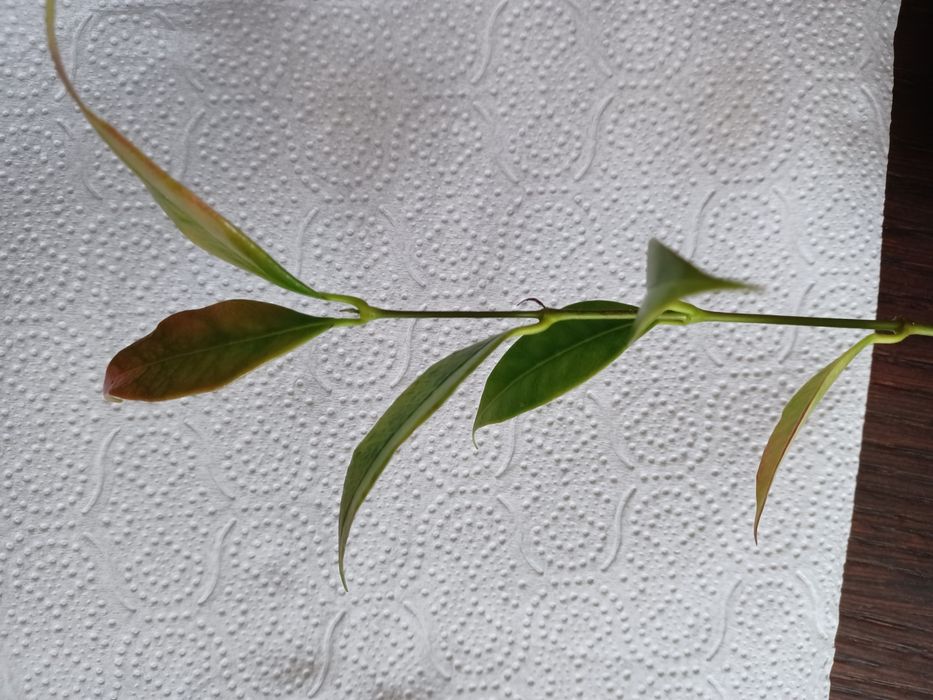 Hoja Iris Marie Paezie cięta