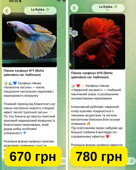 Півники халфмун, вуалеві та двозвості. Betta