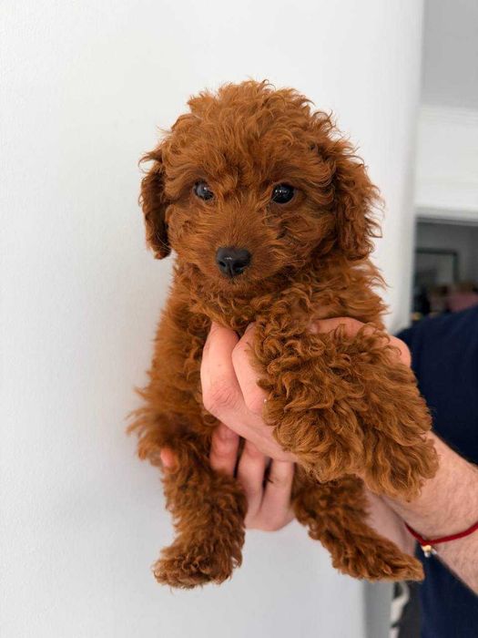 Caniche Toy Mini Femea Micro Menina Disponível